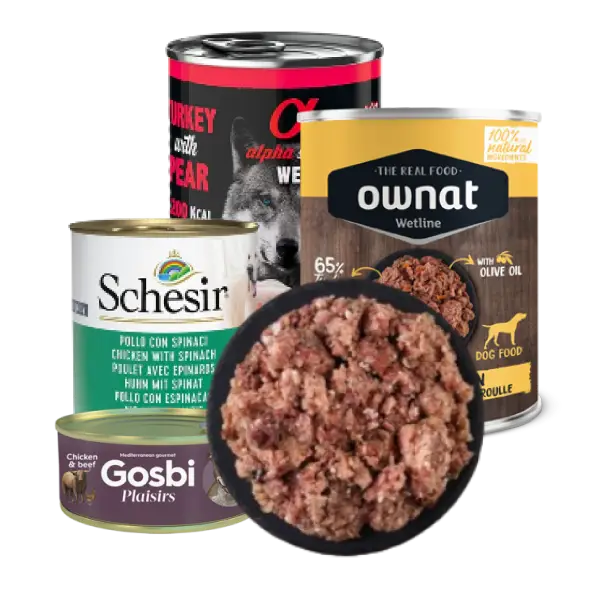 Alimentación húmeda perro Bóxer disfrutando de una lata de comida húmeda natural