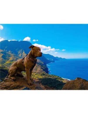 Farm Arnés De Nylon Secur-Fit Con Triple Enganche Línea Deluxe Para Perro Vida De Perro