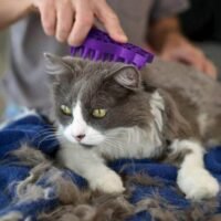 Kong Cat ZoomGroom morado