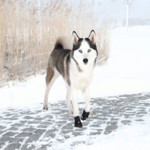 Trixie Botas Protectoras Walker Active Para Perros