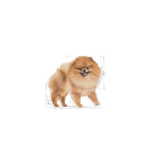 Royal Canin Pomeranian Adult