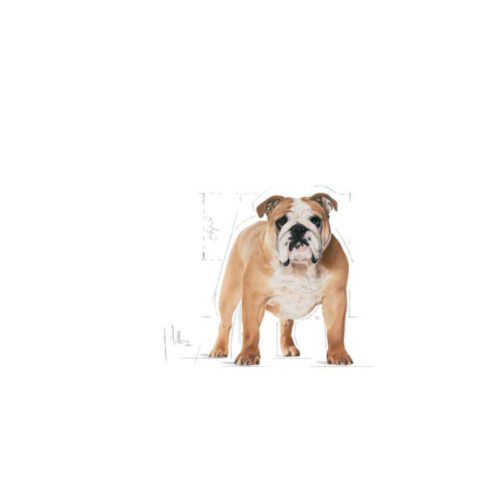 Royal Canin Bulldog Adult