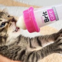 Gatito alimentado con biberón Brit Care