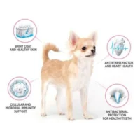 perro chihuahua con iconos de beneficios nutricionales