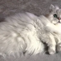 gato blanco recostado sobre superficie gris junto a aceite de salmon brit care