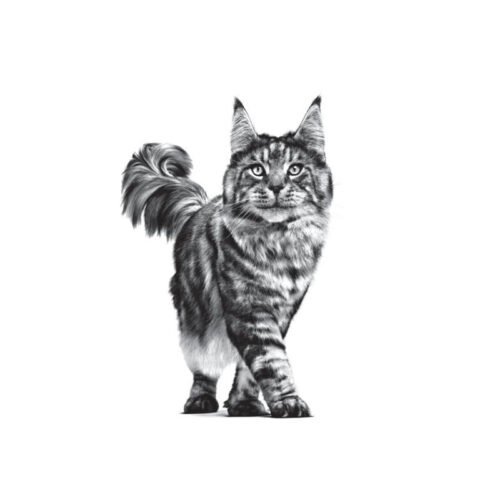 Royal Canin Early Renal gato pack secundario