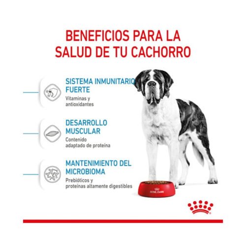 royal-canin-pienso-royal-canin-giant-junior-perro-junior-beneficios Beneficios Royal Canin Giant Junior