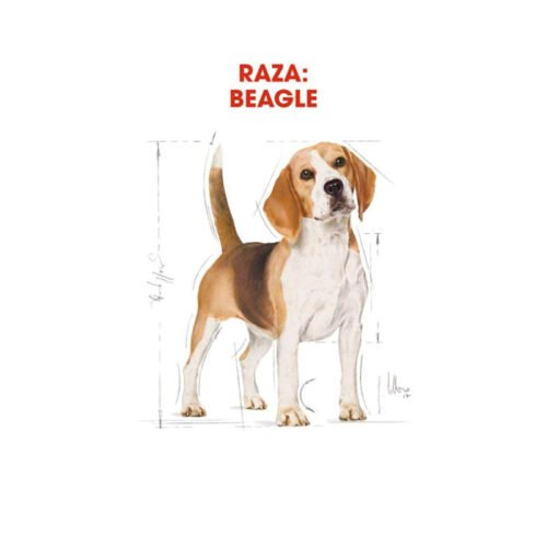 imagen de los aditivos y nutrientes esenciales incluidos en el pienso Royal Canin Beagle Adult