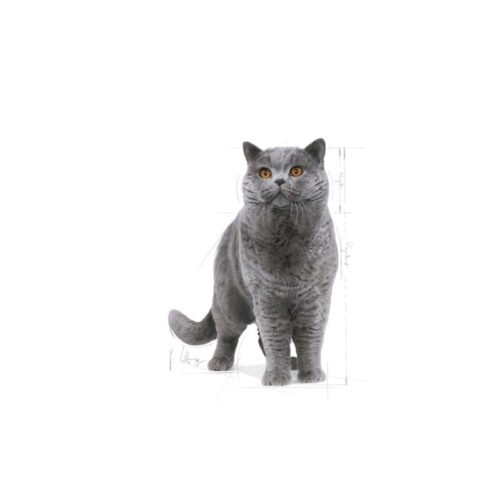 Vista frontal alternativa Royal Canin British Shorthair Adult