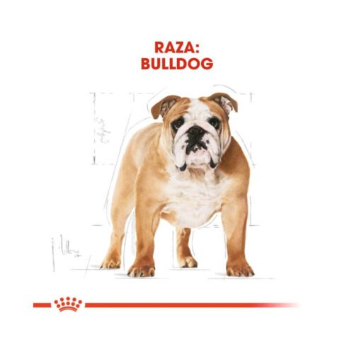 imagen con los beneficios principales del pienso Royal Canin Bulldog Adult