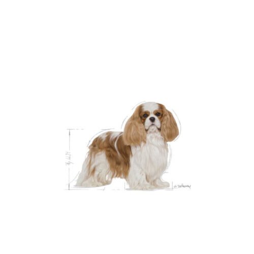 Imagen promocional Royal Canin Cavalier King Charles Adult con un perro cavalier king charles