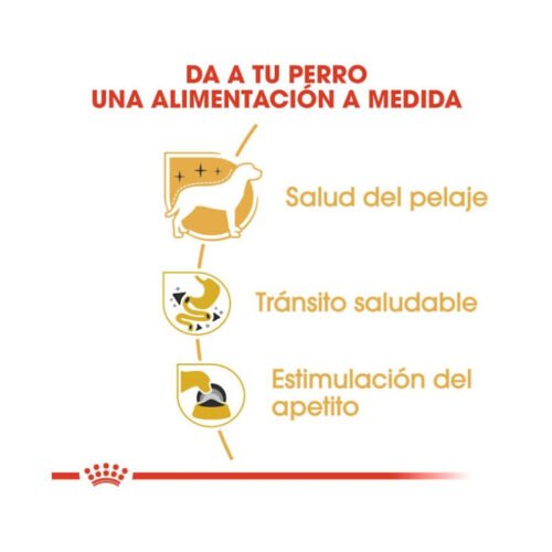 Beneficios Royal Canin Chihuahua Adult comida húmeda