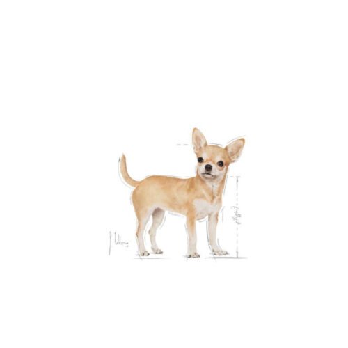 Etiqueta Royal Canin Chihuahua Adult comida húmeda