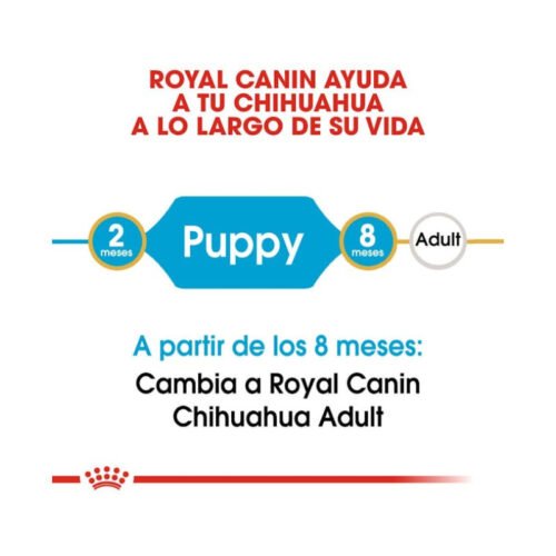 Imagen ilustrativa de la etapa de crecimiento del cachorro chihuahua