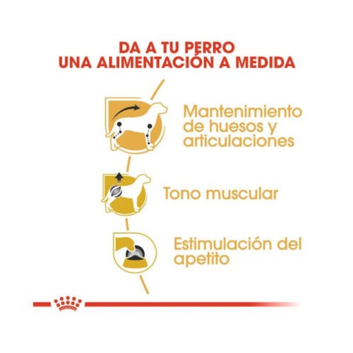 Beneficios Royal Canin Dachshund Adult comida húmeda
