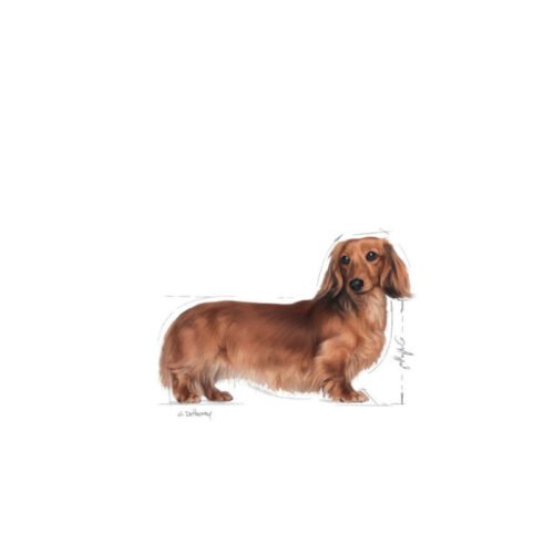 Etiqueta Royal Canin Dachshund Adult comida húmeda