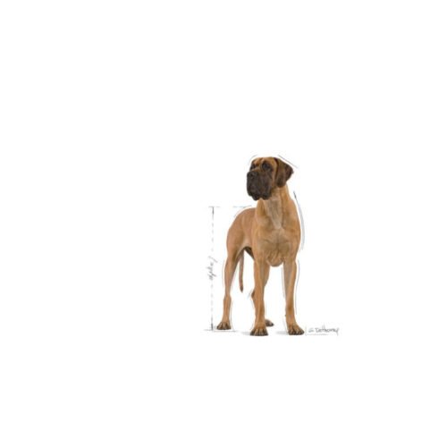 Textura croquetas Royal Canin Great Dane Adult