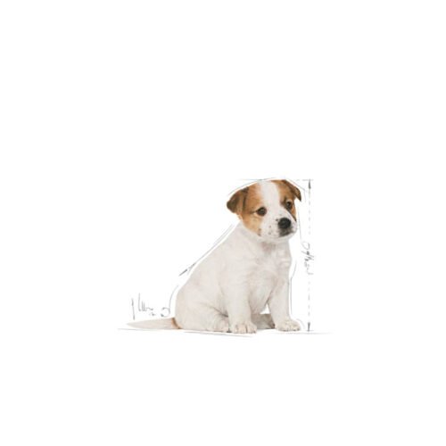 Royal Canin Jack Russell Terrier Puppy parte posterior
