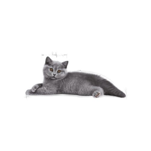 Parte inferior del envase Royal Canin Kitten British Shorthair