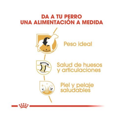 Royal Canin Labrador Retriever Adult beneficios