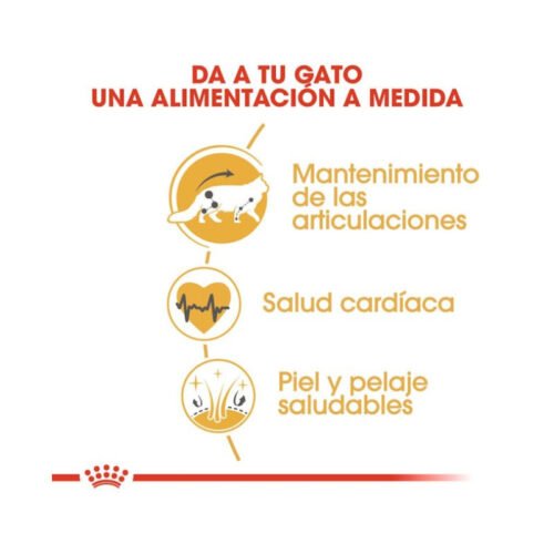 Beneficios nutricionales Royal Canin Maine Coon Adult