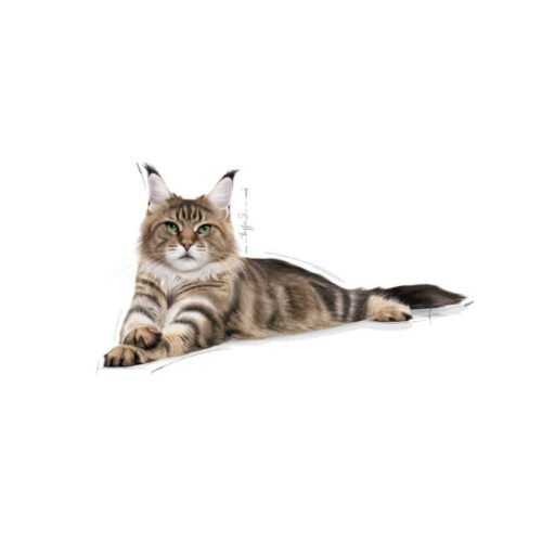Detalle del envase Royal Canin Maine Coon Adult