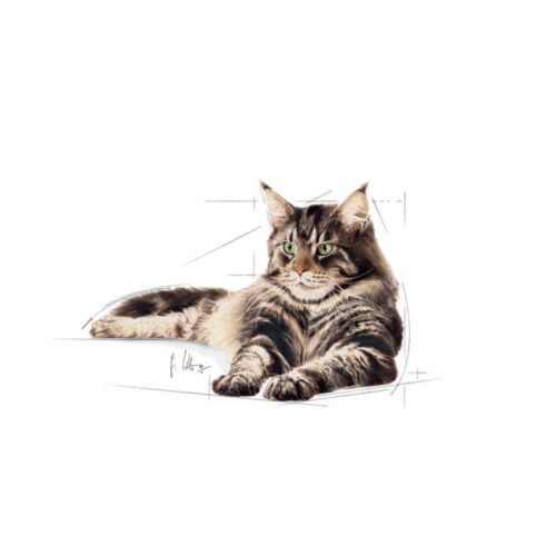 Vista trasera del envase Royal Canin Maine Coon Adult húmedo