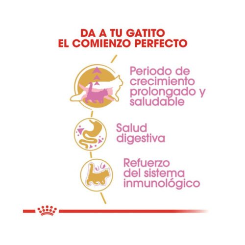Royal Canin Maine Coon Kitten beneficios clave para crecimiento y salud