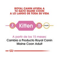 Royal Canin Maine Coon Kitten etapa de crecimiento del gatito