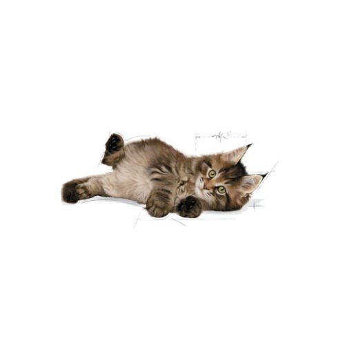 Royal Canin Maine Coon Kitten envase terciario