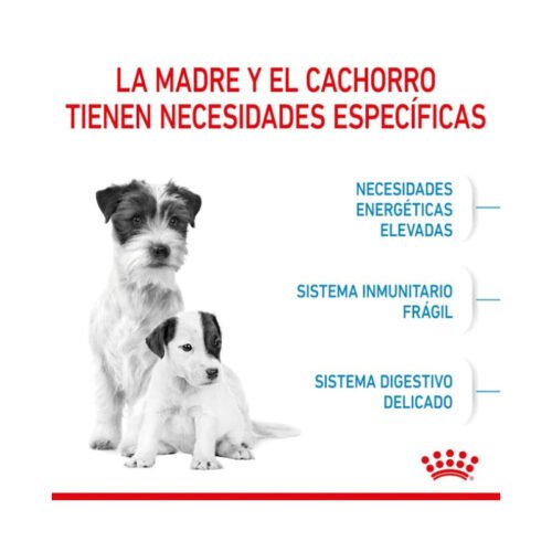 Royal Canin Mini Starter necesidades madre y cachorro