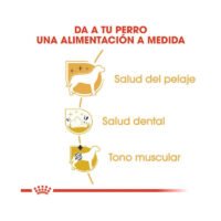 Beneficios del pienso Royal Canin Poodle Adult