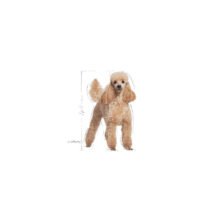 Royal Canin Poodle Adult pack 12 sobres comida húmeda