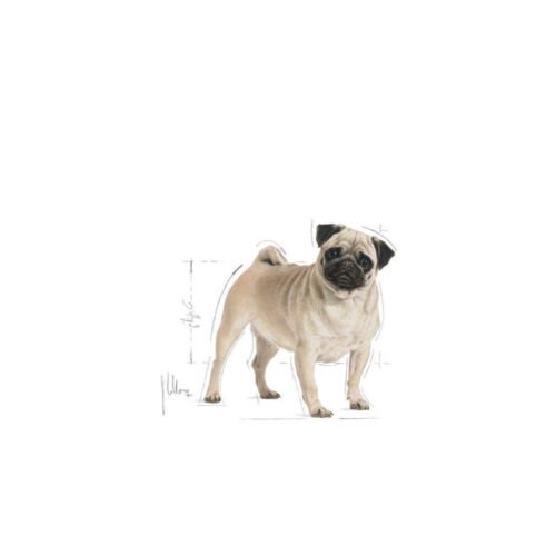 Royal Canin Pug Adult parte posterior del envase