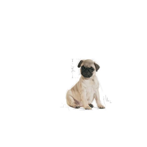 Royal Canin Pug Puppy detalle posterior