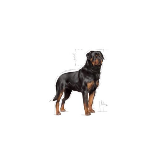 Etiqueta e información nutricional Royal Canin Rottweiler Adult