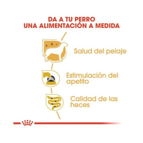 Beneficios Royal Canin Yorkshire Terrier Adult comida húmeda