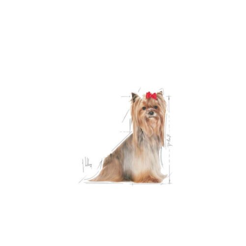 Imagen promocional Royal Canin Yorkshire Terrier 8+ con un perro Yorkshire Terrier sénior