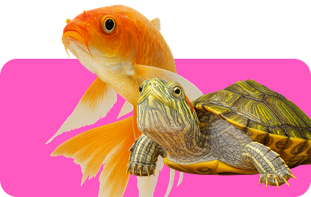 Icono peces y tortugas