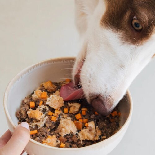 Wild Balance Salmón y Ternera en el bol Perro comiendo Wild Balance Salmón y Ternera