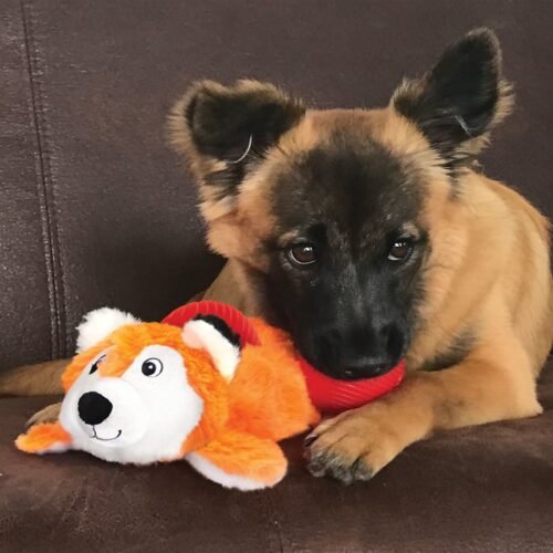 Primer plano de un perro esperando jugar con su juguete KONG Cozie Pocketz Fox