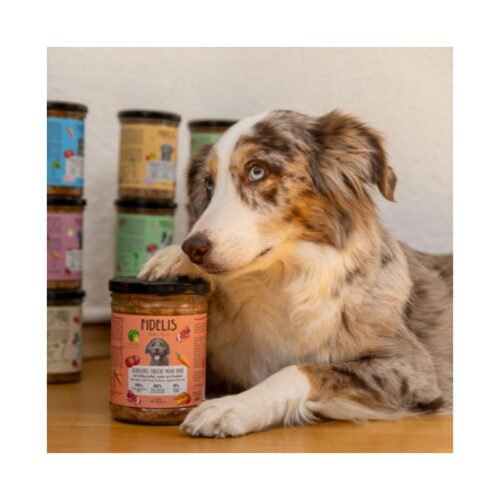Perro Border Collie con productos Fidelis