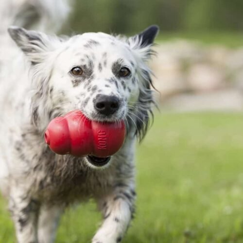 Perro jugando con KONG Classic rojo - foto lifestyle oficial KONG