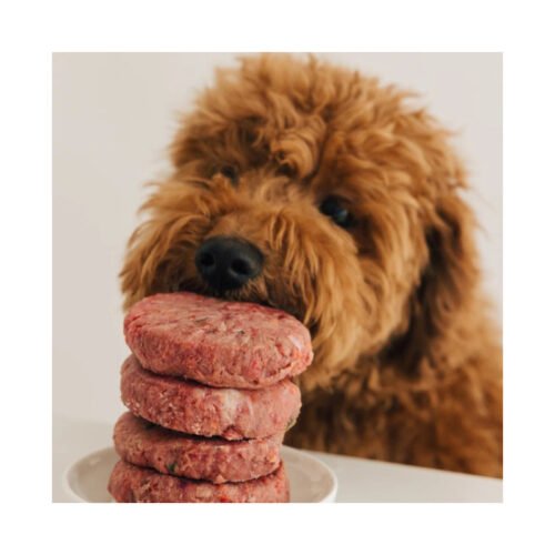 Mascota disfrutando dieta BARF de pescado