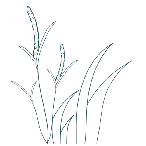 Orycs Pellet de Timothy detalle pellets prensados de timothy para roedores