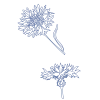 Orycs Snack Aciano detalle flores de aciano deshidratadas para roedores
