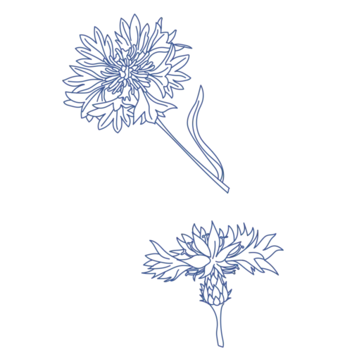 Orycs Snack Aciano detalle flores de aciano deshidratadas para roedores